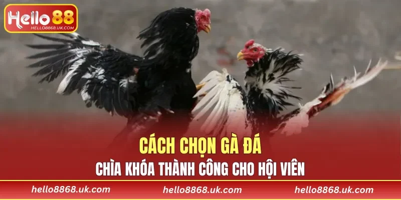 Cách Chọn Gà Đá