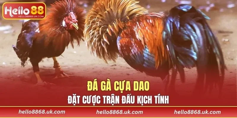 Đá Gà Cựa Dao