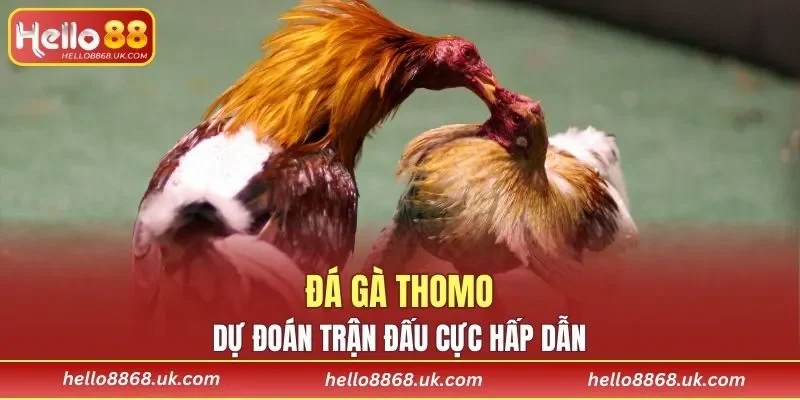 Đá Gà Thomo