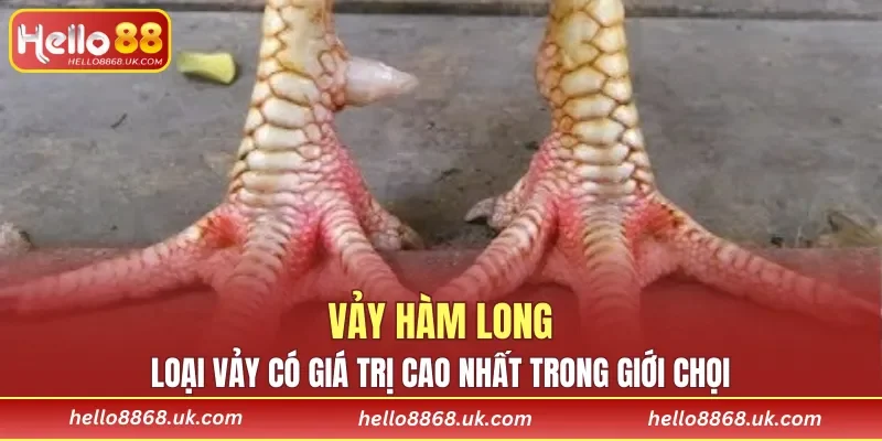 Vảy Hàm Long